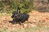 SCOTTISH TERRIER 097